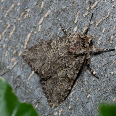 Polia nebulosa (můra jitrocelová), NS Bučín
