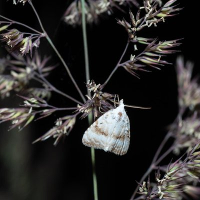 Meganola albula (drobnuška ostružiníková), Devět křížů