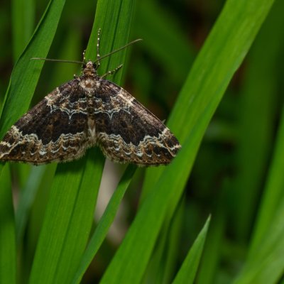 Lampropteryx suffumata (píďalka zakouřená), Kývalka