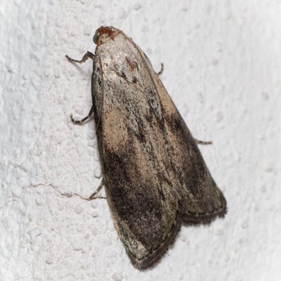 Aphomia sociella (zavíječ cizopasný), Malešov