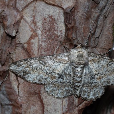 Ascotis selenaria (různorožec pelyňkový), Kobylí
