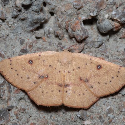 Cyclophora puppillaria (očkovec očkovaný), HR, Jablanac