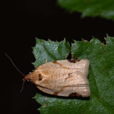 Paramesia gnomana (obaleč znamenaný), Žebětín