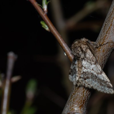 Lycia hirtaria (drsnokřídlec třešňový), PP Člupy