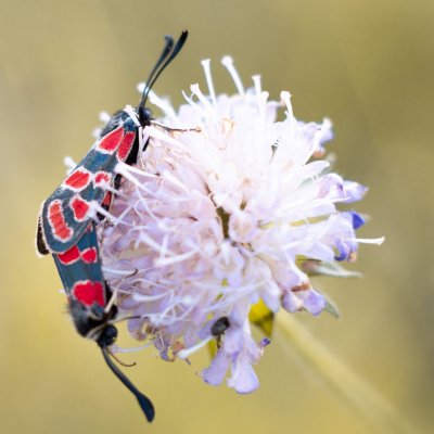 Zygaena carniolica (vřetenuška ligrusová), PP Černice