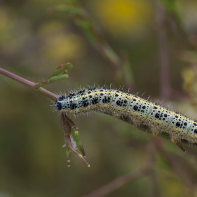 Pieris brassicae (bělásek zelný), GR, Sinarades, Korfu