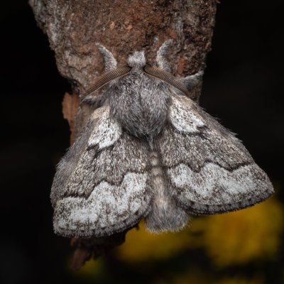 Trichiura crataegi, (bourovec hlohový), PP Černice