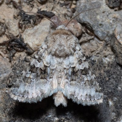 Hecatera bicolorata (můra jestřábníková), Hády