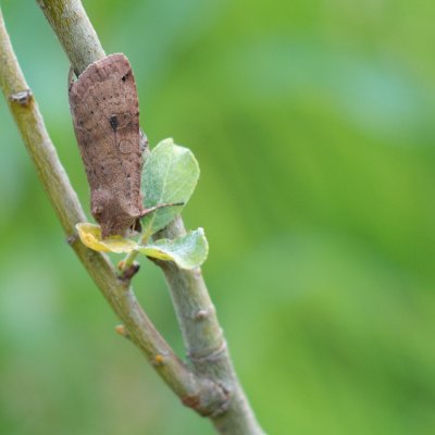 Xestia baja (osenice rulíková), SK, NPR Mengusovská dolina, Tatry