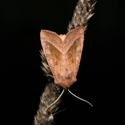 Hydraecia micacea (šedavka luční), PP Střelická bažinka