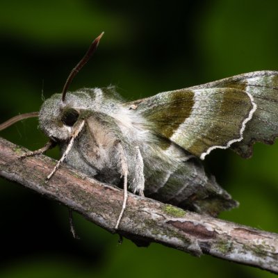 Proserpinus proserpina (lišaj pupalkový), Hády