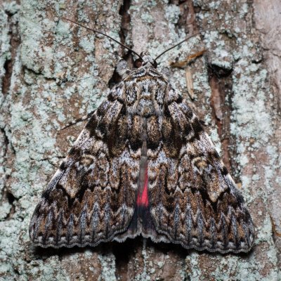 Catocala promissa (stužkonoska úzkopásá), Žebětín