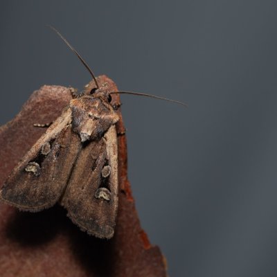 Euxoa aquilina (osenice obilná), Hády