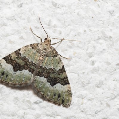 Colostygia aptata (píďalka skalková), IT, Pfelders - Plan, Jižní Tyrolsko