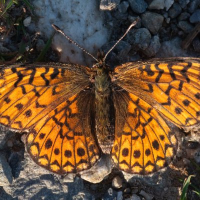 Boloria eunomia (perleťovec mokřadní), Pohoří na Šumavě