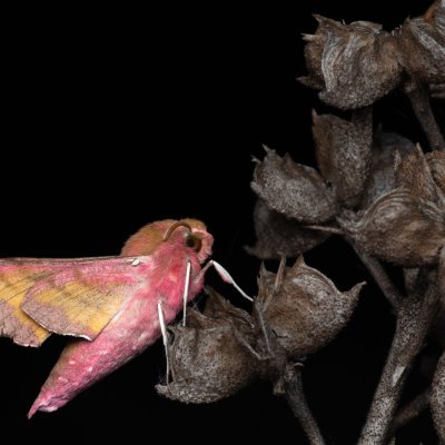 Deilephila porcellus (lišaj kyprejový), NPP Na Adamcích