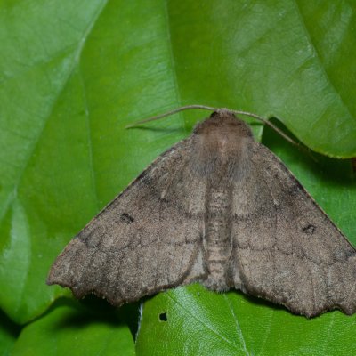 Odontopera bidentata (zejkovec dvojzubý), Devět křížů