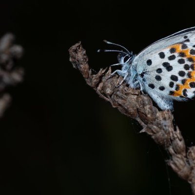 Scolitantides orion (modrásek rozchodníkový), Havranické vřesoviště