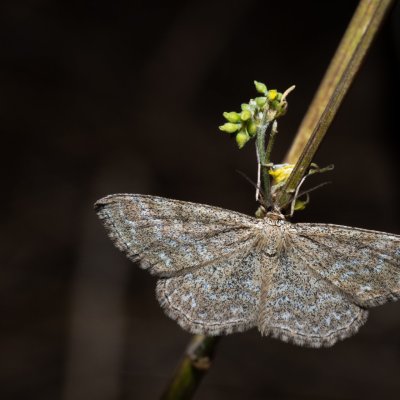Scopula immorata (vlnopásník kostkovaný), PP Na cvičišti