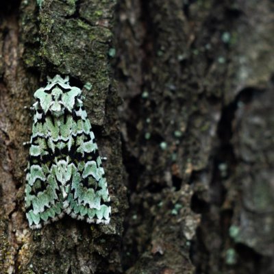 Griposia aprilina (pestroskvrnka zelenavá), Žebětín