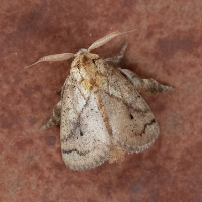 Susica sp., TH, Khao Sok