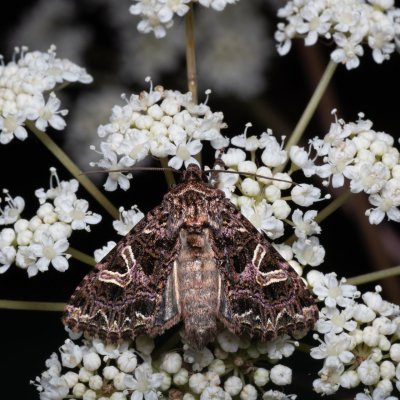 Sideridis rivularis (můra silenková), PP Kamenný vrch u Kurdějova