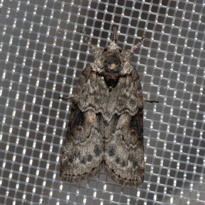 Nycteola revayana (můrka listová), GR, Myrtidion monastery, Korfu