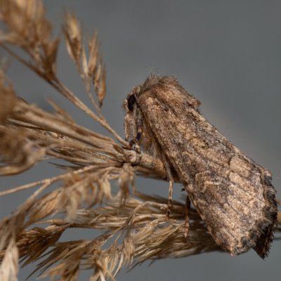 Luperina testacea (travařka hlínožlutá), Henčov