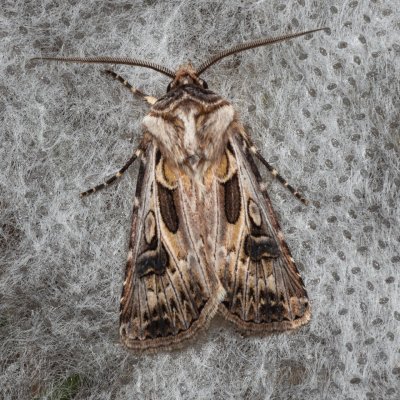 Agrotis vestigialis (osenice písečná), PP Pánov