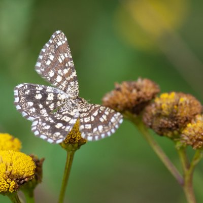 Chiasmia clathrata (kropenatec jetelový), Háječný kopec, Dukovany
