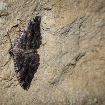 Triphosa dubitata (píďalka jeskynní), jeskyně Jáchymka