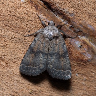 Athetis furvula (blýskavka tmavá), PR Svatý kopeček