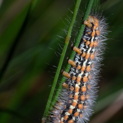 Penthophera morio (smutník jílkový), Havranické vřesoviště