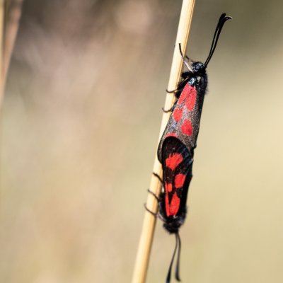 Zygaena loti (vřetenuška kozincová), PR Kamenný vrch