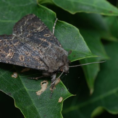 Tholera cespitis (můra metlicová), PR Kamenný vrch