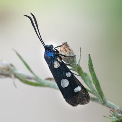 Zygaena ephialtes (vřetenuška čičorková), PP Černice