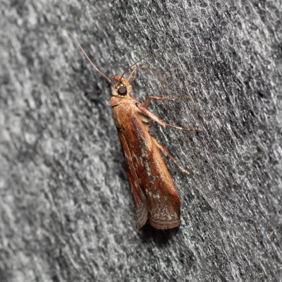 Uncinus obductella (-), Lysá hora u Ochozu