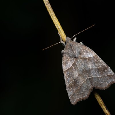 Ipimorpha retusa (blýskavka vrbová), PP Střelická bažinka