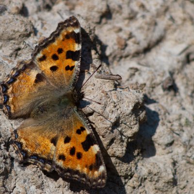 Nymphalis polychloros (babočka jilmová), PP Pekárna