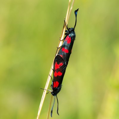 Zygaena filipendulae (vřetenuška obecná), PR Studnické louky
