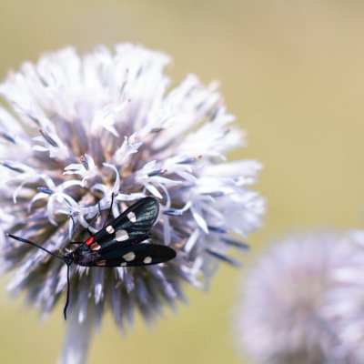 Zygaena ephialtes (vřetenuška čičorková), Bosonohy