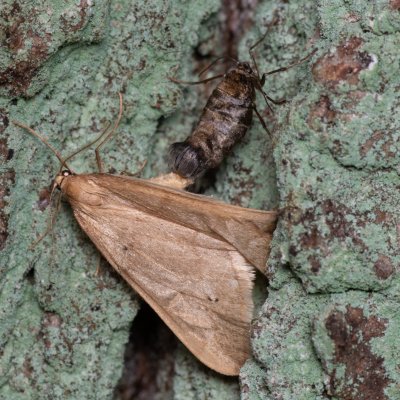 Alsophila aceraria (hedvábnice podzimní), Žebětín