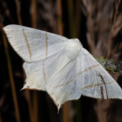 Ourapteryx sambucaria (zejkovec bezový), PR Turold