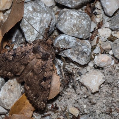 Amphipyra effusa (-), GR, Sokraki, Korfu