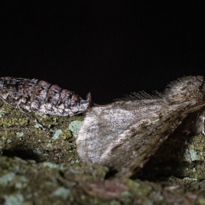 Phigalia pilosaria (drsnokřídlec hrušňový), Žebětín