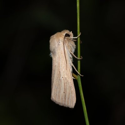 Mythimna pallens (plavokřídlec stepní), NPP Na Adamcích