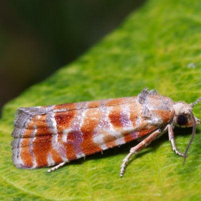 Rhyacionia buoliana (obaleč prýtový), PR Turold