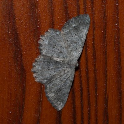 Dicrognophos sartata (-), HR, Jablanac