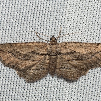 Horisme corticata (píďalka černočárná), PR Svatý kopeček