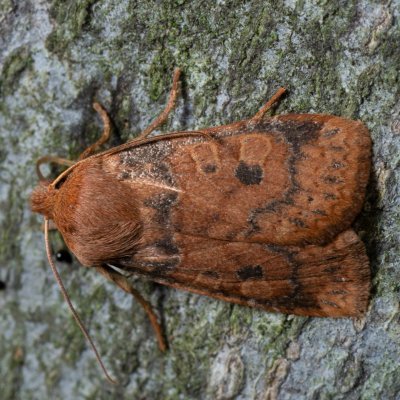 Conistra vaccinii (zimovnice brusnicová), Kývalka